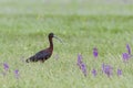 Glossy Ibis - Plegadis falcinellus