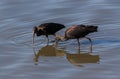 Glossy ibis, Plegadis falcinellus Royalty Free Stock Photo