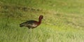 Glossy Ibis (Plegadis falcinellus)