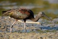 Glossy ibis plegadis falcinellus
