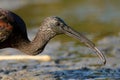 Glossy ibis plegadis falcinellus