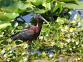 Glossy Ibis, Plegadis falcinellus Royalty Free Stock Photo