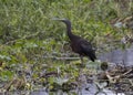 A Glossy Ibis (Plegadis falcinellus) in Lake Tohopekaliga in Florida