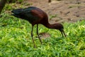 Glossy ibis  Plegadis falcinellus looking food on  grass Royalty Free Stock Photo