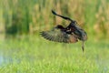 Glossy ibis (plegadis falcinellus)