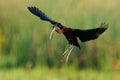 Glossy ibis (plegadis falcinellus) Royalty Free Stock Photo