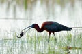 Glossy ibis (plegadis falcinellus) Royalty Free Stock Photo