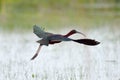 Glossy ibis (plegadis falcinellus)