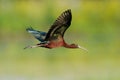 Glossy ibis (plegadis falcinellus) Royalty Free Stock Photo