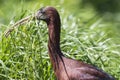 Glossy ibis (plegadis falcinellus) Royalty Free Stock Photo