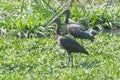 Glossy Ibis Plegadis falcinellus