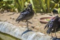 Glossy ibis, plegadis falcinellus