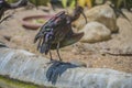 Glossy ibis, plegadis falcinellus