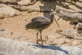 Glossy ibis, plegadis falcinellus