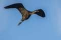 Glossy ibis plegadis falcinellus at the ricefields at sunset in Albufera de Valencia Royalty Free Stock Photo