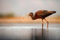 The glossy ibis Plegadis falcinellus searching for food in the shallow lagoon