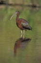 Glossy ibis, Plegadis falcinellus Royalty Free Stock Photo