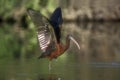 Glossy ibis, Plegadis falcinellus Royalty Free Stock Photo