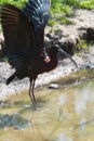 Glossy Ibis or Plegadis falcinellus