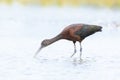 Glossy ibis, Plegadis falcinellus, wader bird in breeding plumage