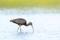 Glossy ibis, Plegadis falcinellus, wader bird in breeding plumage