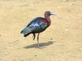 Glossy Ibis (Plegadis falcinellus) Royalty Free Stock Photo