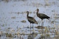 The Glossy Ibis Plegadis falcinellus is a wading bird in the ibis family Threskiornithidae. Royalty Free Stock Photo