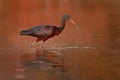 Glossy Ibis - Plegadis falcinellus is a wading bird in the ibis family Threskiornithidae, Shore bird with long beak in the water, Royalty Free Stock Photo