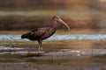 Glossy Ibis - Plegadis falcinellus is a wading bird in the ibis family Threskiornithidae, Shore bird with long beak in the water, Royalty Free Stock Photo