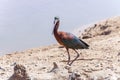 Glossy Ibis bird on the ground Royalty Free Stock Photo