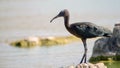 Glossy ibis plegadis falcinellus in water background