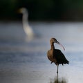Glossy ibis plegadis falcinellus in water background