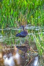 Glossy ibis ,Plegadis falcinellus is a water bird in the order Pelecaniformes Royalty Free Stock Photo