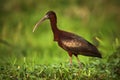 Glossy Ibis Plegado falcinellus in beautiful light. Bird in natural habitat. Wildlife scene from Danube delta