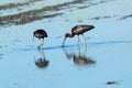 Glossy ibis regional park of the delta po the lido di spina