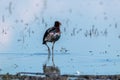 Glossy ibis regional park of the delta po the lido di spina