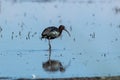 Glossy ibis regional park of the delta po the lido di spina