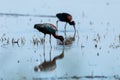 Glossy ibis regional park of the delta po the lido di spina