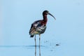 Glossy ibis regional park of the delta po the lido di spina