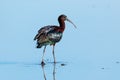 Glossy ibis regional park of the delta po the lido di spina