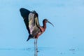 Glossy ibis regional park of the delta po the lido di spina