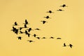 Glossy ibis at the ricefields at sunset in Albufera de Valencia Royalty Free Stock Photo