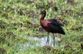 A Glossy Ibis, photographed in South Africa.