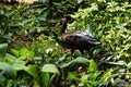 Glossy ibis runs among bushes on th ground Royalty Free Stock Photo