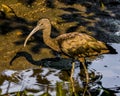 Glossy Ibis in the Shadows of a Florida Swamp Royalty Free Stock Photo