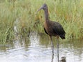 Glossy Ibis at the shore of Manych lake