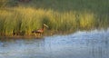 Glossy Ibis Spotted at Aiguamolls de l`Emporda