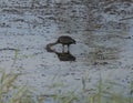 Glossy ibis stood feeding in reeds of river marshland Royalty Free Stock Photo