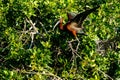 Glossy Ibis Venice Rookery