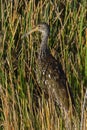 Glossy Ibis wading bird